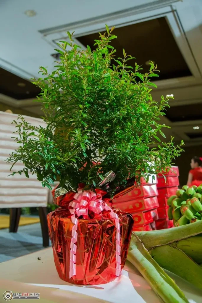 ไม้มงคล