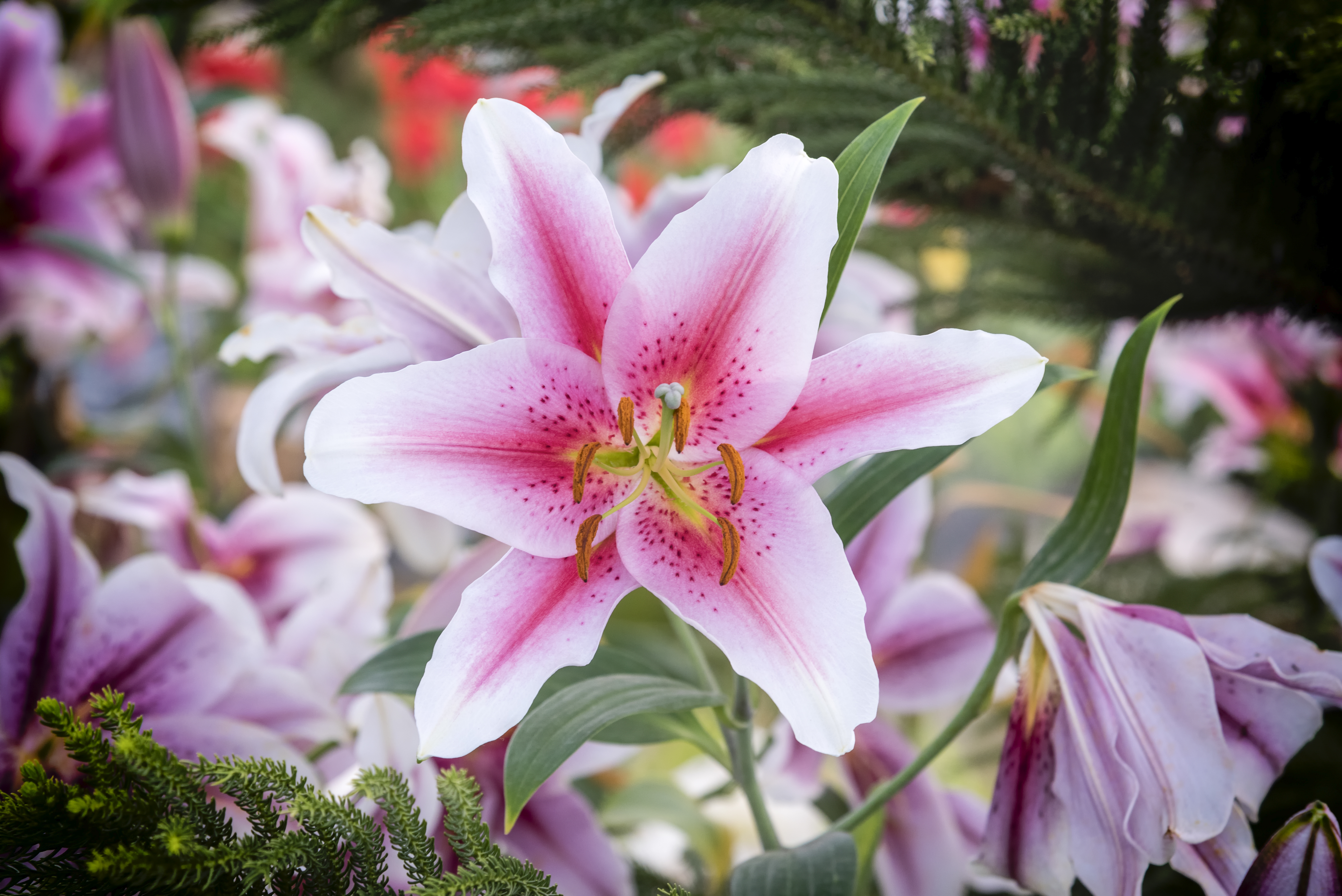 ดอกลิลลี่ ดอกไม้งานแต่ง