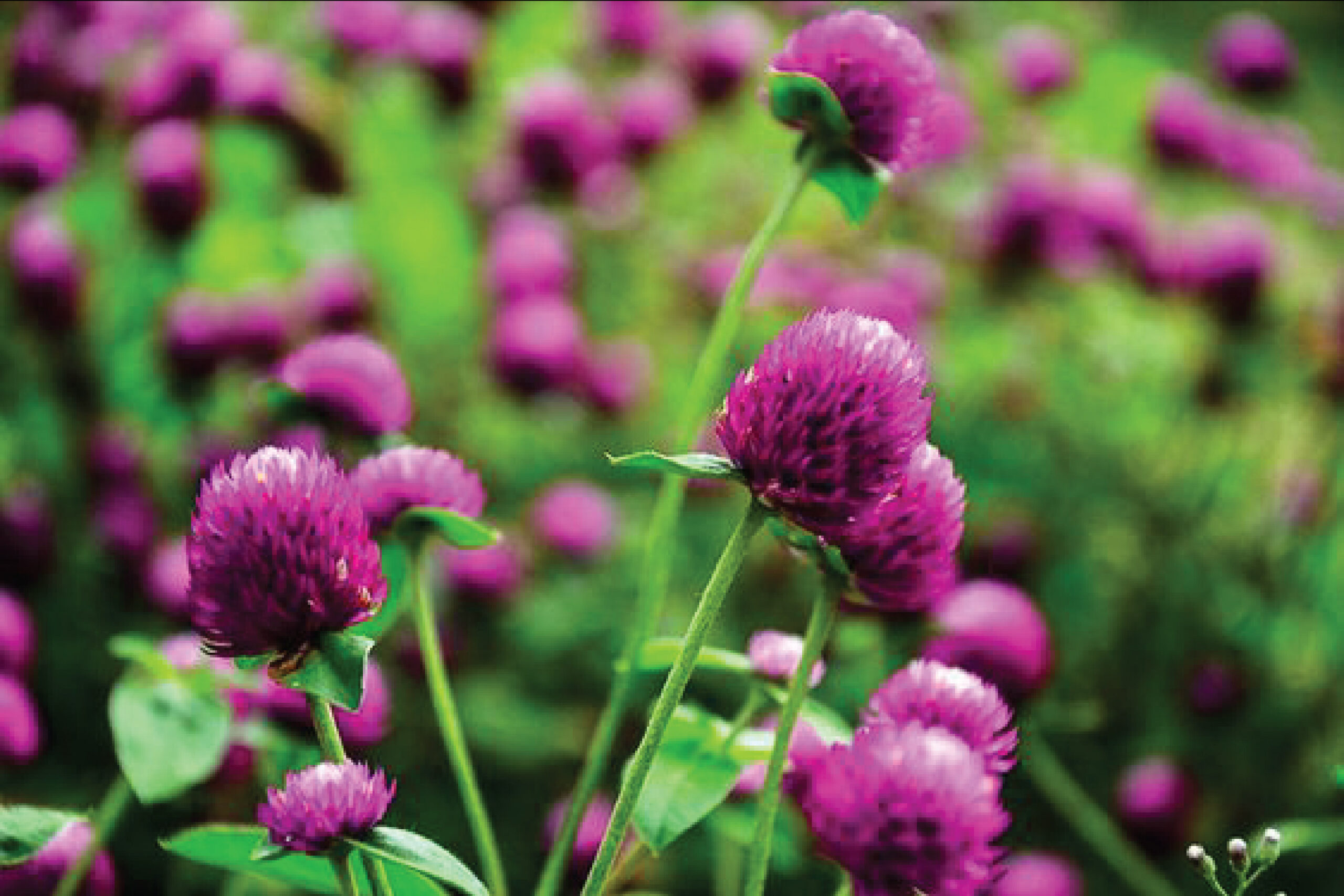 Globe amaranth ดอกบานไม้รู้โรย