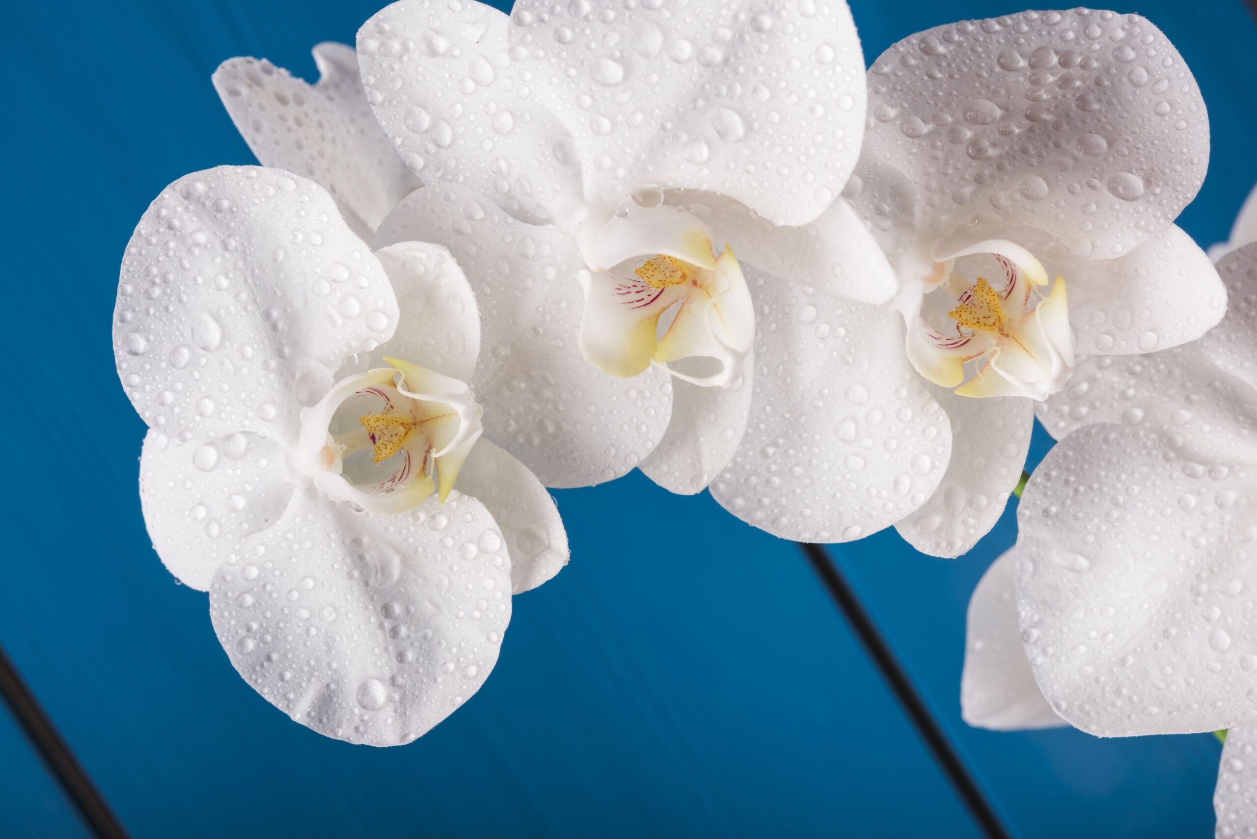 ดอกไม้แต่งงานยอดนิยม ดอกกล้วยไม้