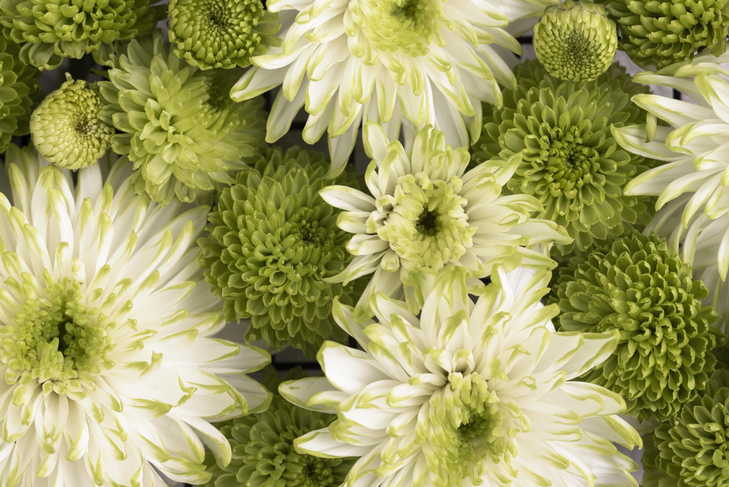 ดอกเบญจมาศหรือดอกมัม ดอกไม้ในงานแต่ง