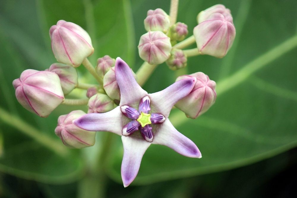 ความหมายของดอกรัก ดอกไม้แต่งงาน