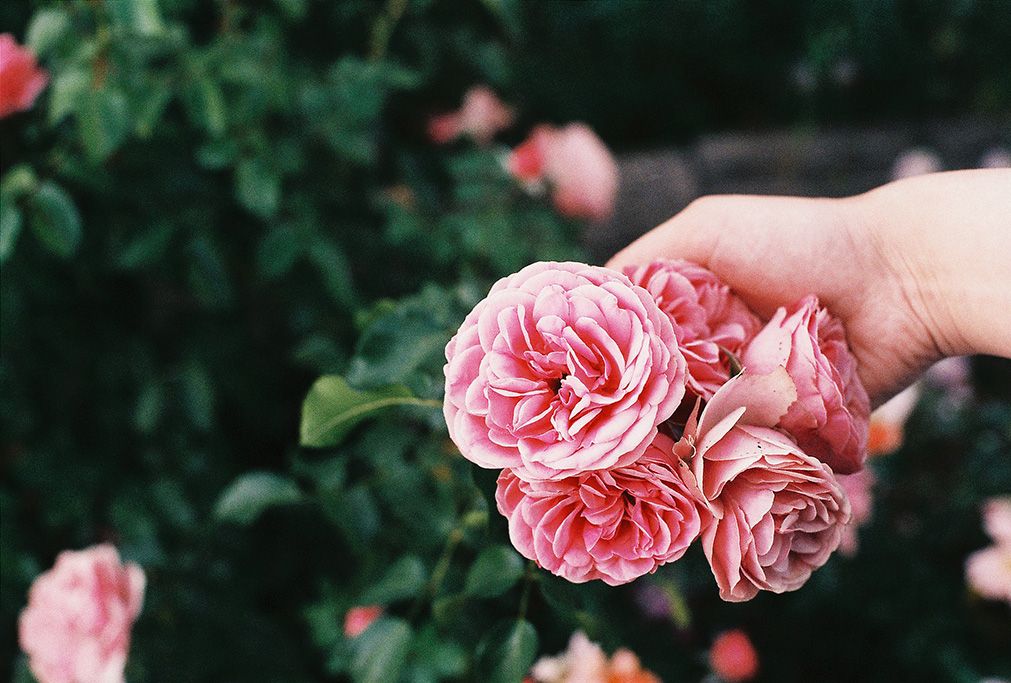 รวมดอกไม้ความหมายดี ที่จะทำให้วาเลนไทน์นี้น่าจดจำ