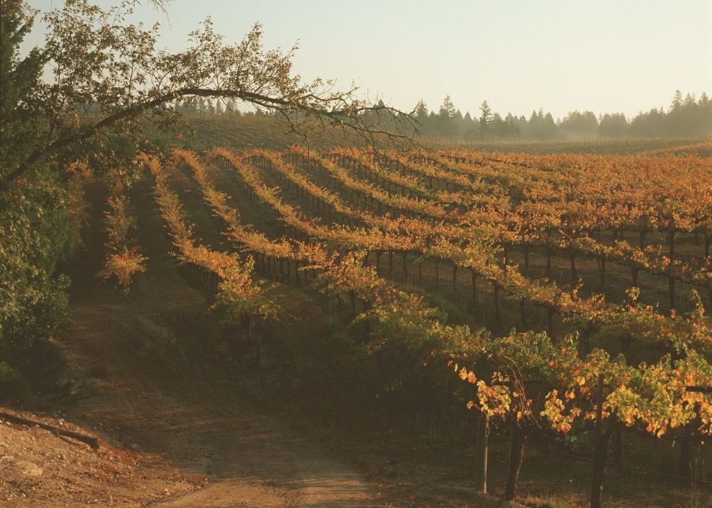 ดื่มด่ำไวน์ระดับตำนานจากรัฐแคลิฟอร์เนีย จับคู่กับอาหารรสเลิศ ณ ห้องอาหาร อัพ แอนด์ อะบัฟ โรงแรม ดิ โอกุระ เพรสทีจ กรุงเทพฯ