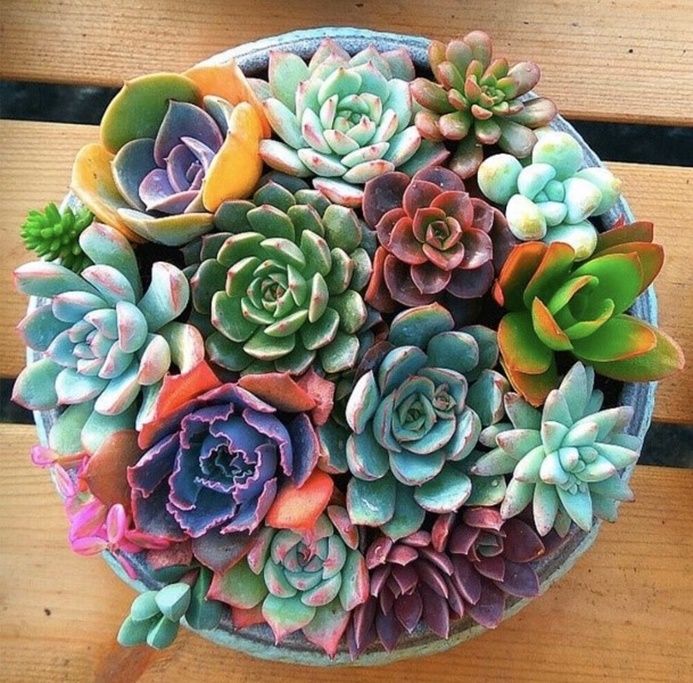 succulent