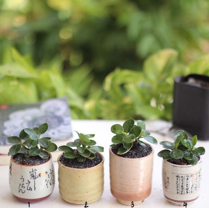 ช้อนเงินช้อนทอง