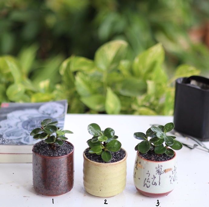 ต้นข้อนเงินช้อนทอง2