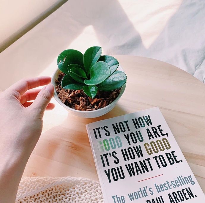 ต้นเปปเปอร์หยก2