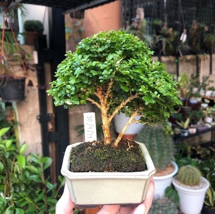 ต้นแก้วแคระ