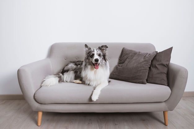 beautiful border collie couch 23 2148080755