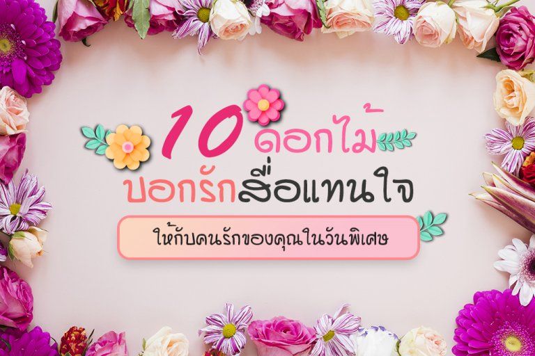 10 ดอกไม้บอกรักสื่อแทนใจ ให้กับคนรักของคุณในวันพิเศษ