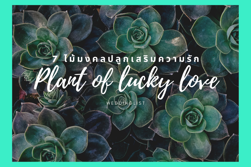 7 ต้นไม้มงคลปลูกเสริมดวงความรัก