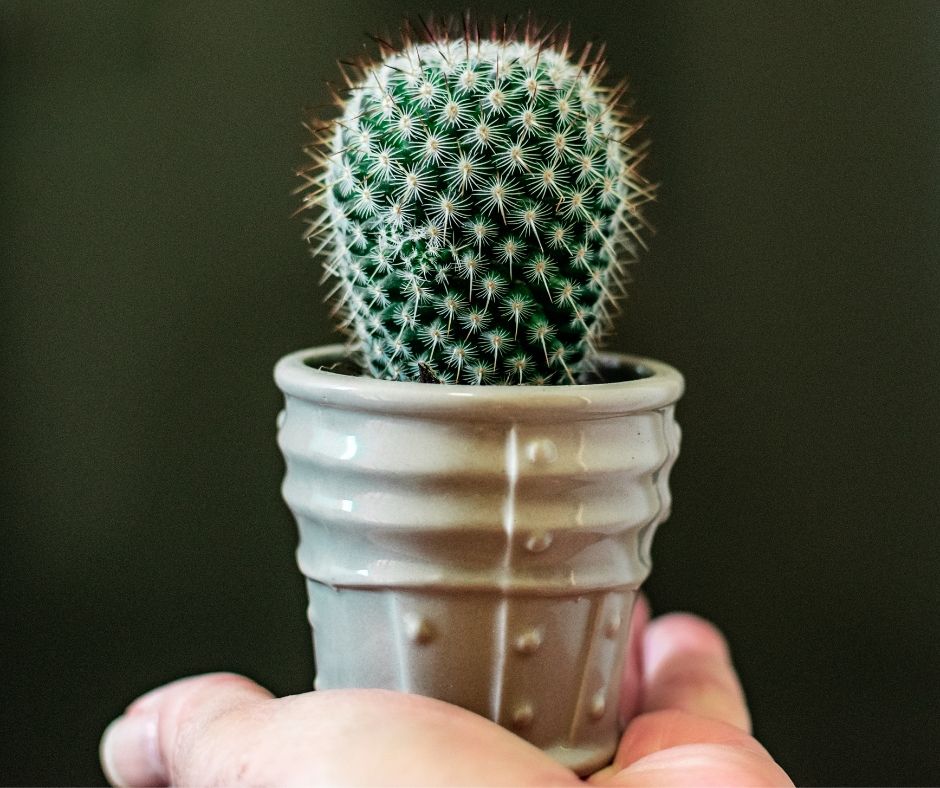 กระบองเพชร ของชำรวยงานแต่งงานน่ารัก ๆ