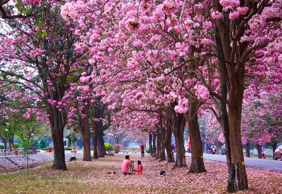 ถนนชมพู