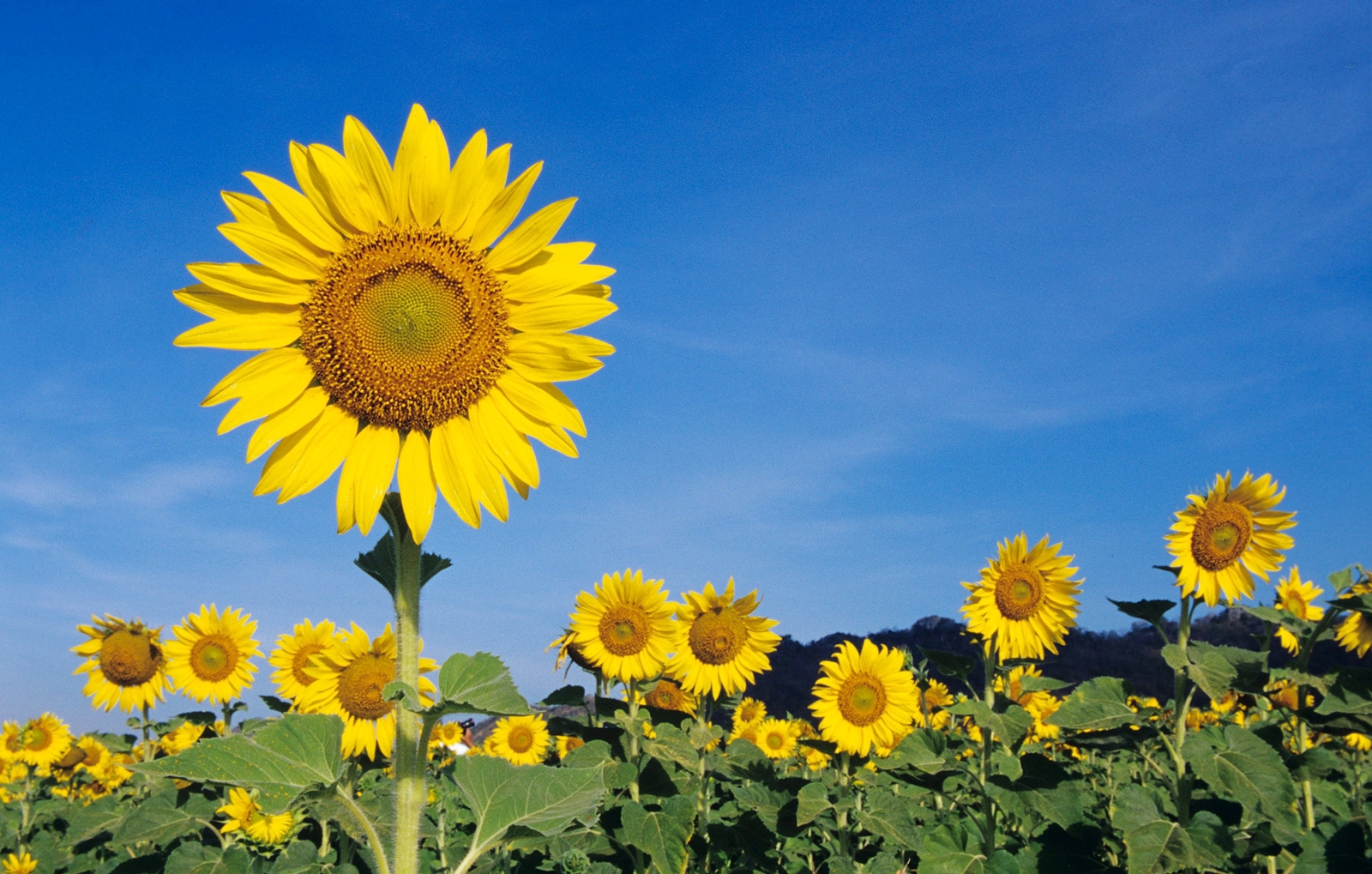 ทุ่งทานตะวัน