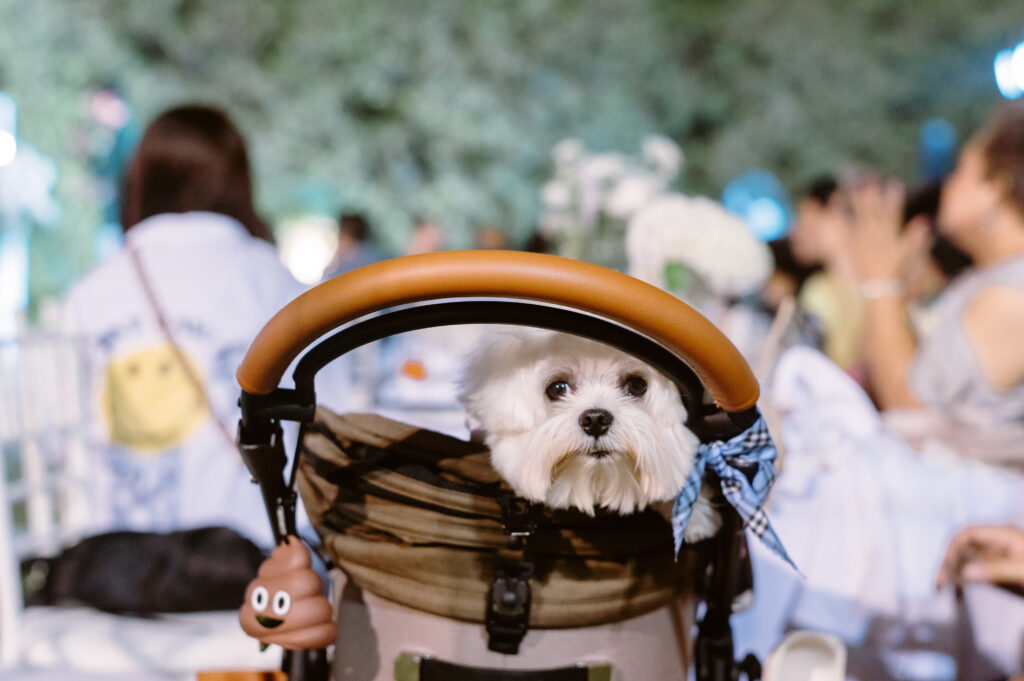 กาลนาน ริเวอร์ไซด์ เป็นสถานที่จัดงานแต่งงานแบบ Pet friendly 