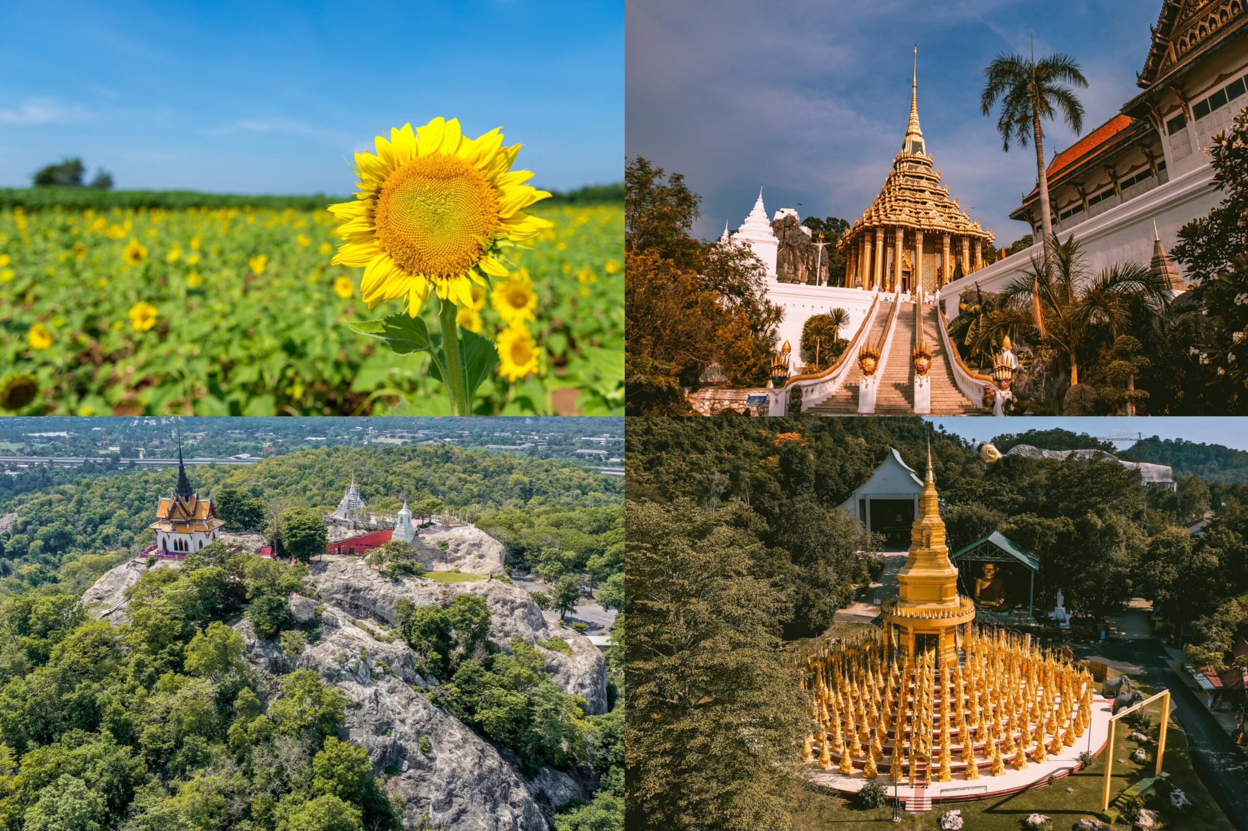 ที่เที่ยวฮันนีมูน ทุ่งทานตะวันสระบุรี วิวเทือกเขาธรรมชาติ