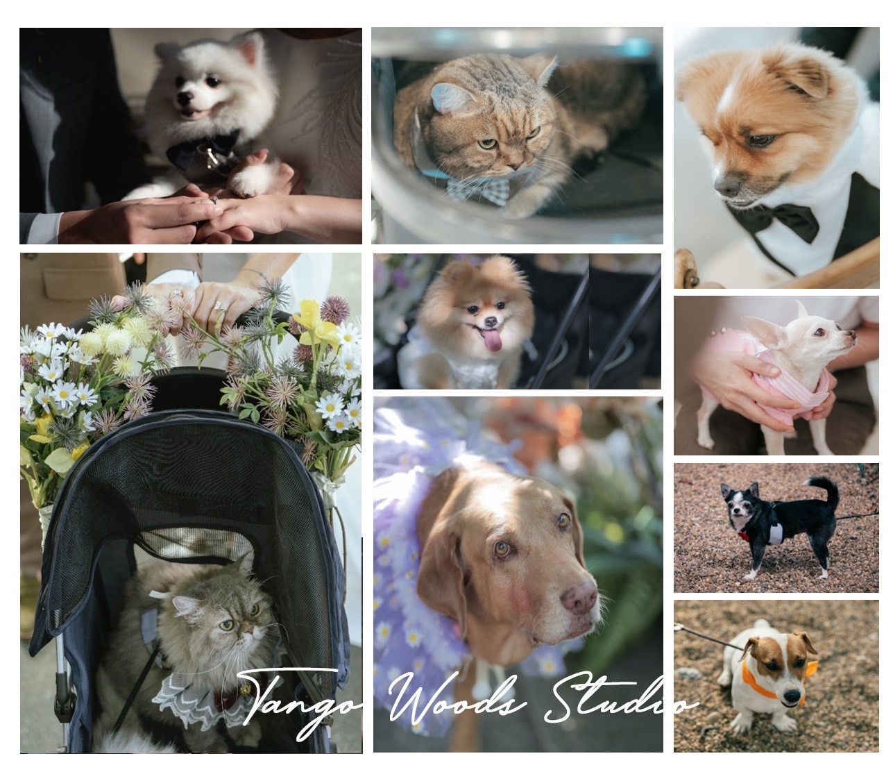 Pet Friendly สำหรับพาสัตว์เลี้ยงมาร่วมงานได้ Tango Woods Studio