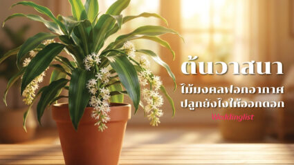 ต้นวาสนา ไม้มงคลฟอกอากาศคู่บ้าน! ปลูกยังไงให้ 