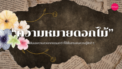 “ความหมายดอกไม้” สีสันและความสวยจากธรรมชาติ ที่ใช้สื่อสารแทนความรู้สึกดี ๆ 